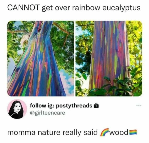 CANNOT get over rainbow eucalyptus