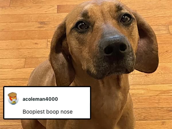 Boopiest boop nose