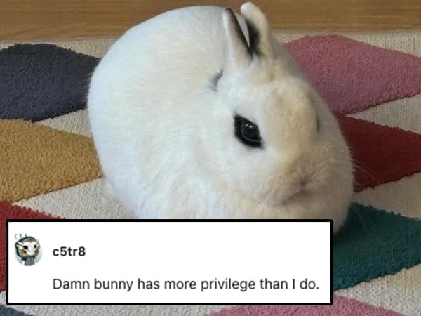 Damn bunny has more privilege than I do.