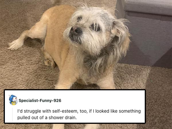 I'd struggle with self-esteem, too, if I looked like something pulled out of a shower drain.