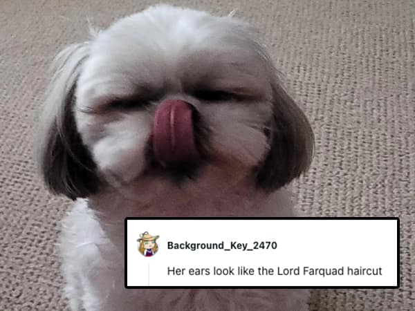 Her ears look like the Lord Farquad haircut