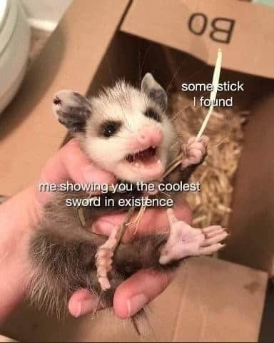 possum meme, possum memes, funny possum memes, possum humor, possum jokes, wildlife memes, nature memes