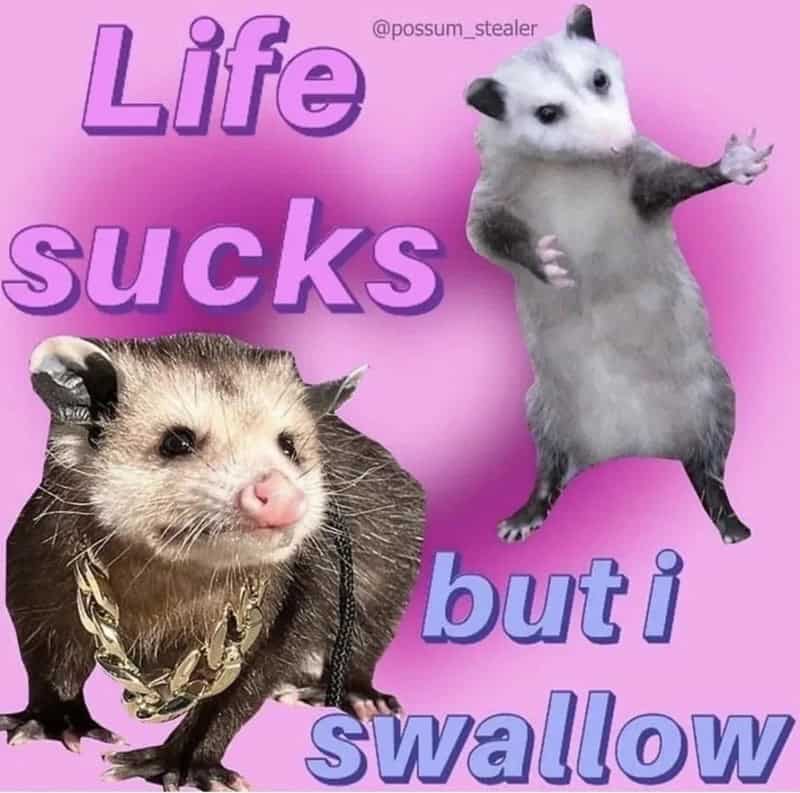 possum meme, possum memes, funny possum memes, possum humor, possum jokes, wildlife memes, nature memes