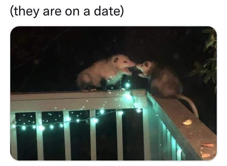 possum meme, possum memes, funny possum memes, possum humor, possum jokes, wildlife memes, nature memes