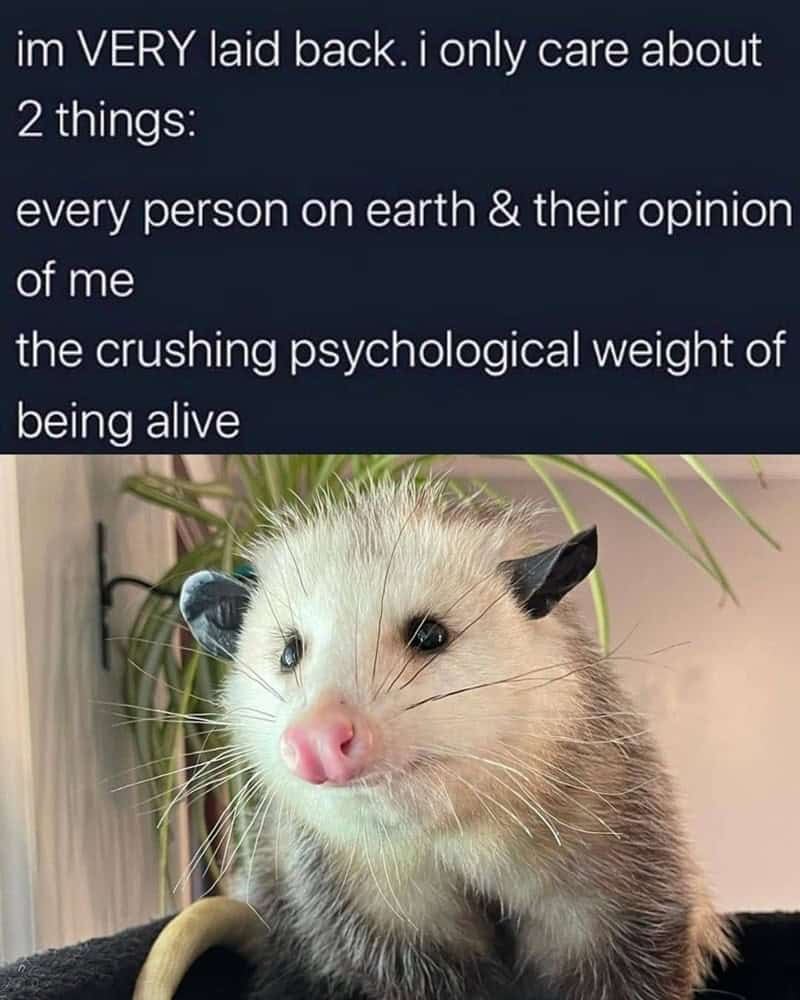 possum meme, possum memes, funny possum memes, possum humor, possum jokes, wildlife memes, nature memes