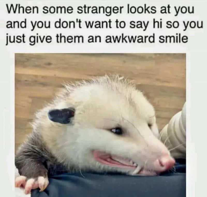 possum meme, possum memes, funny possum memes, possum humor, possum jokes, wildlife memes, nature memes