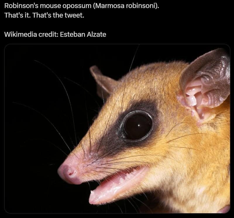 possum meme, possum memes, funny possum memes, possum humor, possum jokes, wildlife memes, nature memes