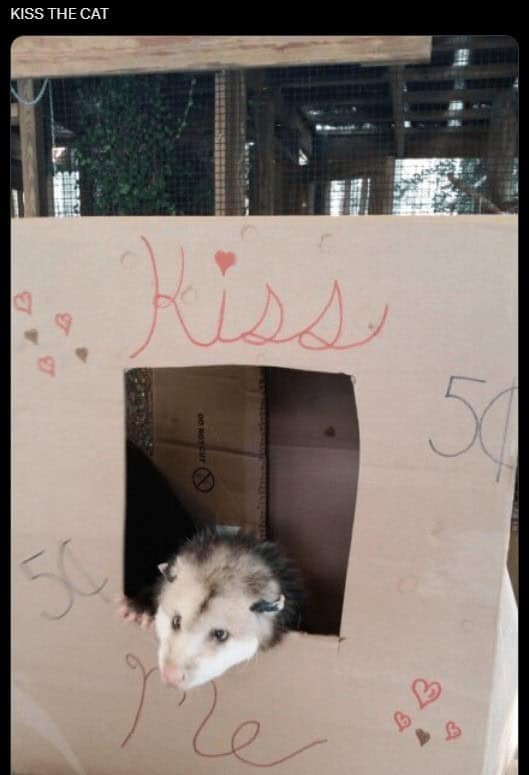 possum meme, possum memes, funny possum memes, possum humor, possum jokes, wildlife memes, nature memes