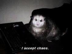 possum meme, possum memes, funny possum memes, possum humor, possum jokes, wildlife memes, nature memes