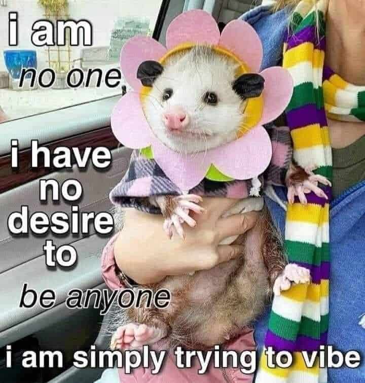 possum meme, possum memes, funny possum memes, possum humor, possum jokes, wildlife memes, nature memes