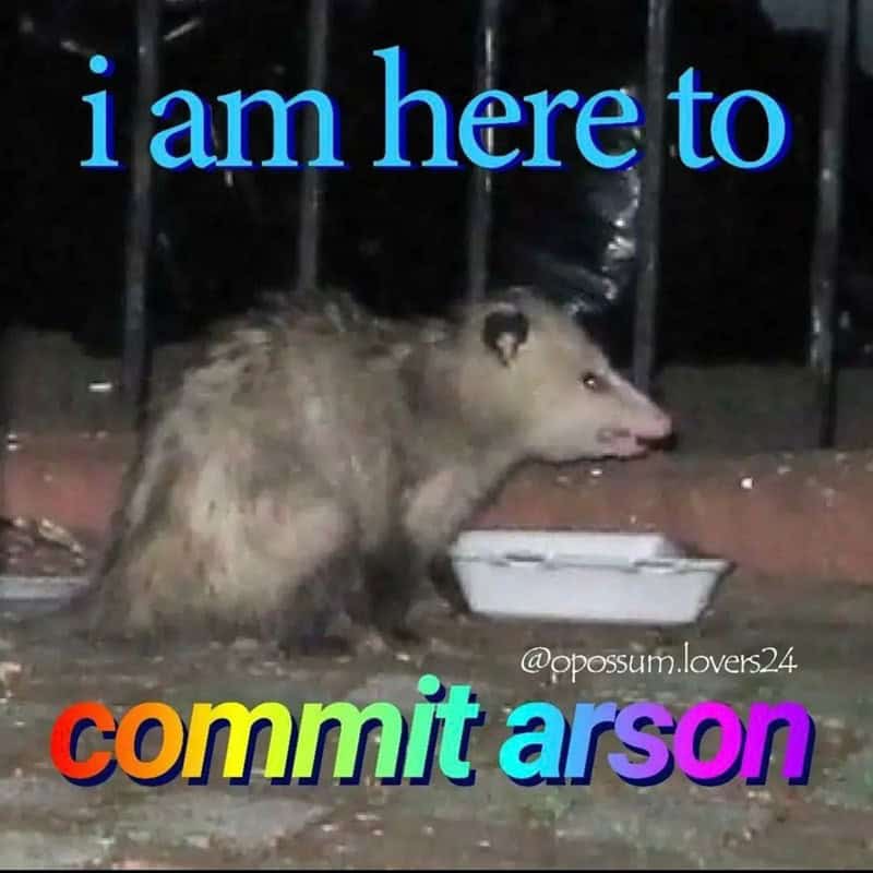 possum meme, possum memes, funny possum memes, possum humor, possum jokes, wildlife memes, nature memes