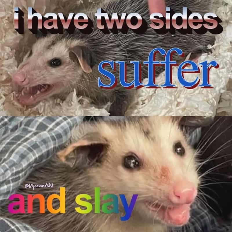 possum meme, possum memes, funny possum memes, possum humor, possum jokes, wildlife memes, nature memes
