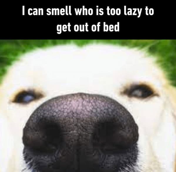 I can smell who is too lazy to get out of bed