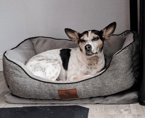 stoned animals, under-the-influence pets, dazed critters, drugged animals, loopy pets: woozy companions, spaced-out furballs, unsteady animals, silly animals, goofy creatures, comedic critters, playful beasts, sedation antics, treatment-induced hilarity, post-vet sedation