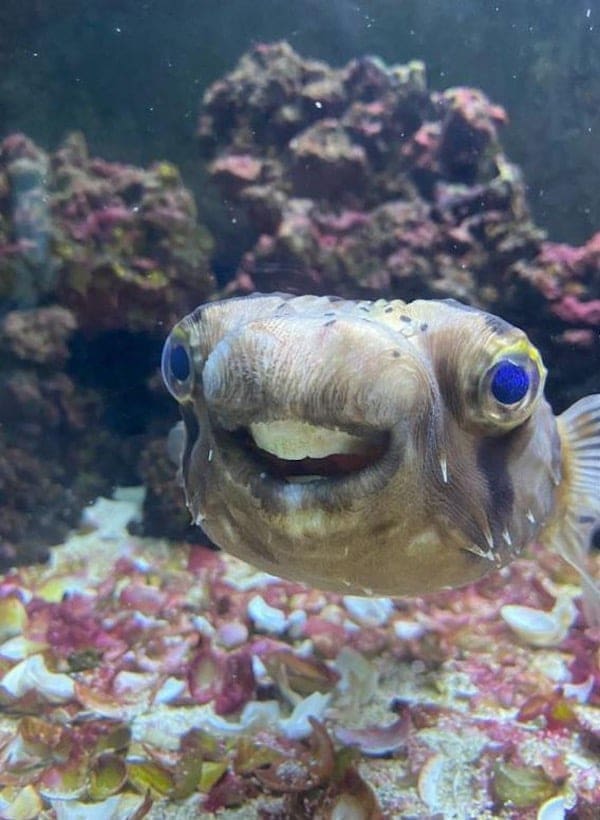 stoned animals, under-the-influence pets, dazed critters, drugged animals, loopy pets: woozy companions, spaced-out furballs, unsteady animals, silly animals, goofy creatures, comedic critters, playful beasts, sedation antics, treatment-induced hilarity, post-vet sedation