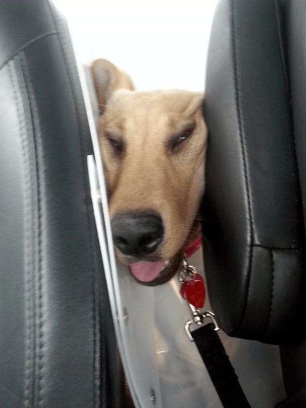 stoned animals, under-the-influence pets, dazed critters, drugged animals, loopy pets: woozy companions, spaced-out furballs, unsteady animals, silly animals, goofy creatures, comedic critters, playful beasts, sedation antics, treatment-induced hilarity, post-vet sedation