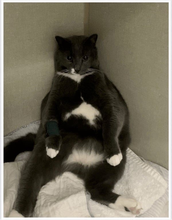 stoned animals, under-the-influence pets, dazed critters, drugged animals, loopy pets: woozy companions, spaced-out furballs, unsteady animals, silly animals, goofy creatures, comedic critters, playful beasts, sedation antics, treatment-induced hilarity, post-vet sedation