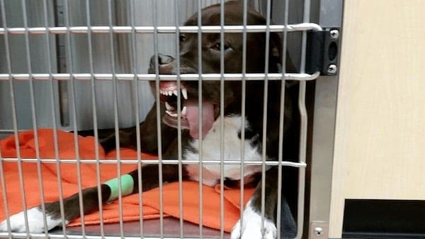 stoned animals, under-the-influence pets, dazed critters, drugged animals, loopy pets: woozy companions, spaced-out furballs, unsteady animals, silly animals, goofy creatures, comedic critters, playful beasts, sedation antics, treatment-induced hilarity, post-vet sedation