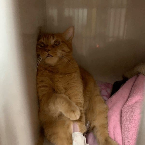 stoned animals, under-the-influence pets, dazed critters, drugged animals, loopy pets: woozy companions, spaced-out furballs, unsteady animals, silly animals, goofy creatures, comedic critters, playful beasts, sedation antics, treatment-induced hilarity, post-vet sedation