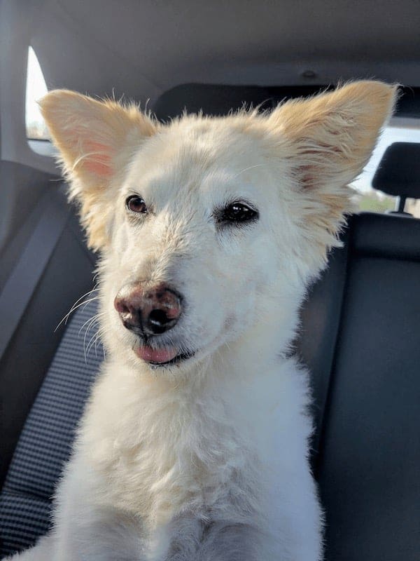 stoned animals, under-the-influence pets, dazed critters, drugged animals, loopy pets: woozy companions, spaced-out furballs, unsteady animals, silly animals, goofy creatures, comedic critters, playful beasts, sedation antics, treatment-induced hilarity, post-vet sedation