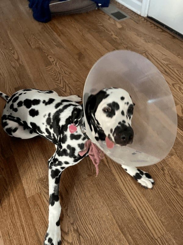 stoned animals, under-the-influence pets, dazed critters, drugged animals, loopy pets: woozy companions, spaced-out furballs, unsteady animals, silly animals, goofy creatures, comedic critters, playful beasts, sedation antics, treatment-induced hilarity, post-vet sedation