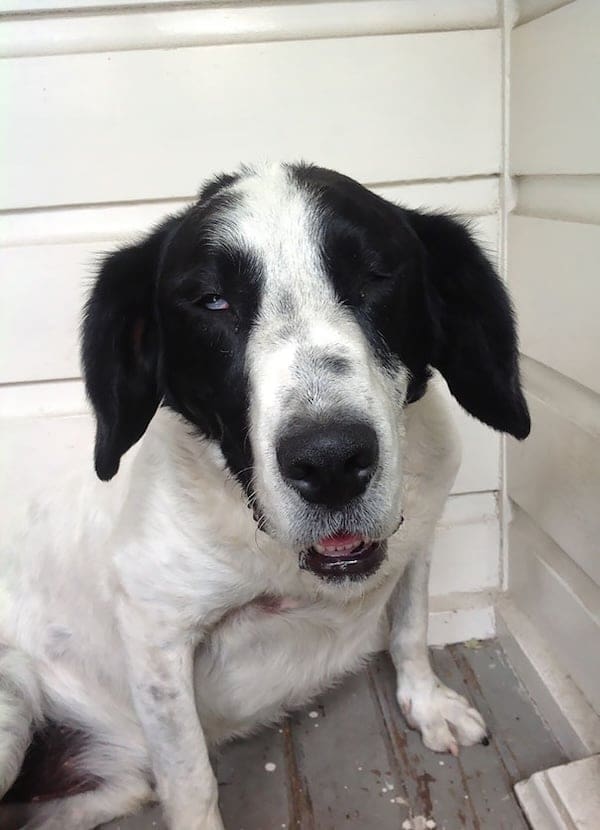 stoned animals, under-the-influence pets, dazed critters, drugged animals, loopy pets: woozy companions, spaced-out furballs, unsteady animals, silly animals, goofy creatures, comedic critters, playful beasts, sedation antics, treatment-induced hilarity, post-vet sedation