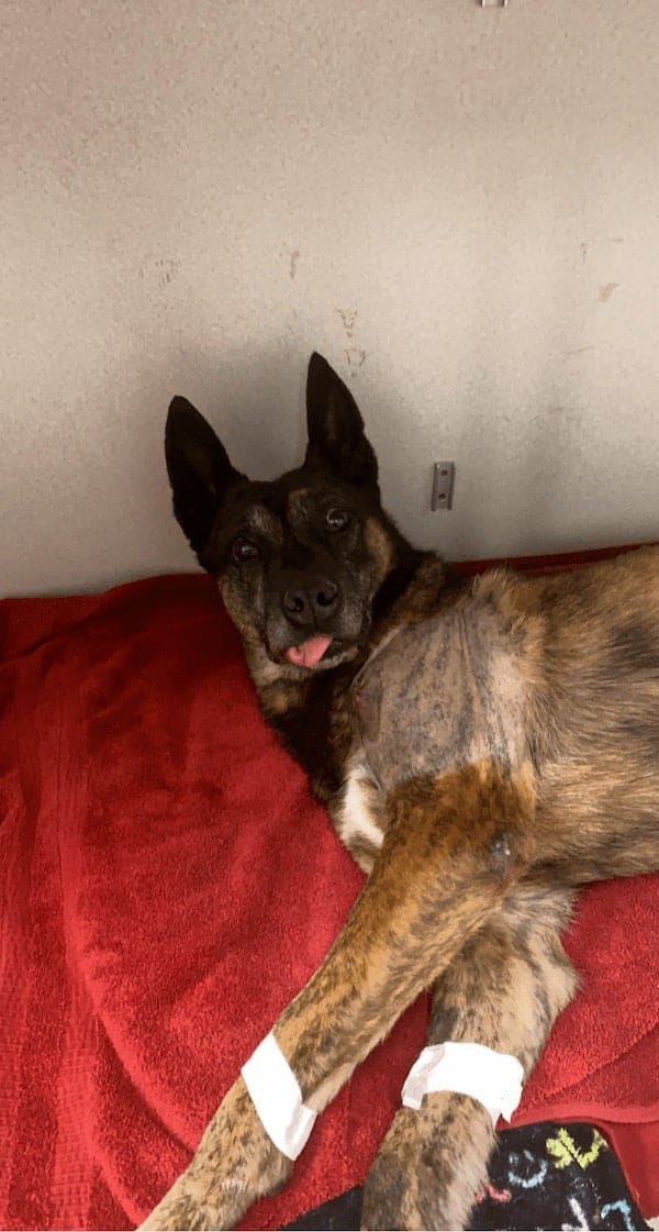 stoned animals, under-the-influence pets, dazed critters, drugged animals, loopy pets: woozy companions, spaced-out furballs, unsteady animals, silly animals, goofy creatures, comedic critters, playful beasts, sedation antics, treatment-induced hilarity, post-vet sedation