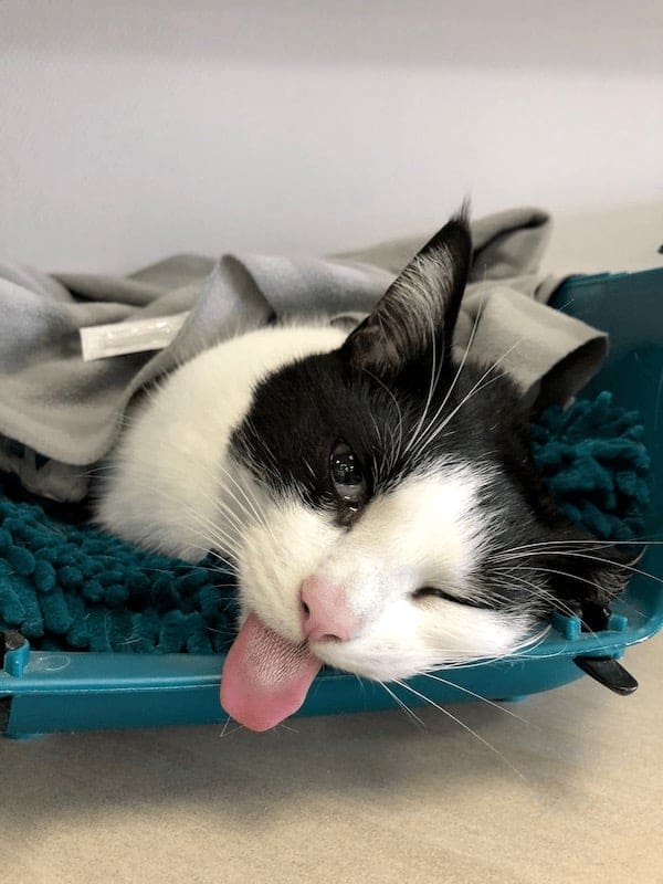 stoned animals, under-the-influence pets, dazed critters, drugged animals, loopy pets: woozy companions, spaced-out furballs, unsteady animals, silly animals, goofy creatures, comedic critters, playful beasts, sedation antics, treatment-induced hilarity, post-vet sedation