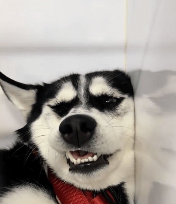 stoned animals, under-the-influence pets, dazed critters, drugged animals, loopy pets: woozy companions, spaced-out furballs, unsteady animals, silly animals, goofy creatures, comedic critters, playful beasts, sedation antics, treatment-induced hilarity, post-vet sedation