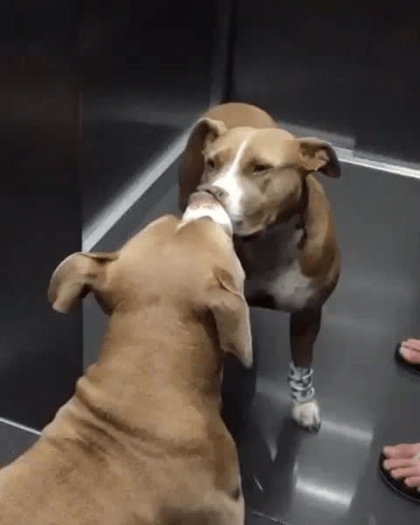 stoned animals, under-the-influence pets, dazed critters, drugged animals, loopy pets: woozy companions, spaced-out furballs, unsteady animals, silly animals, goofy creatures, comedic critters, playful beasts, sedation antics, treatment-induced hilarity, post-vet sedation