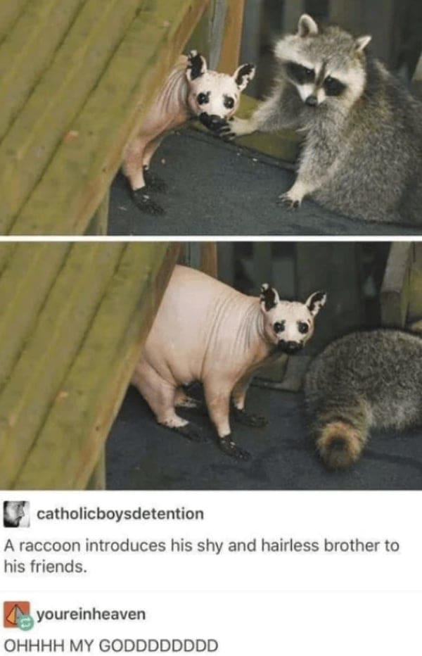 wholesome memes, heartwarming memes, uplifting memes, positive memes, feel-good memes, tender memes, kind memes, warm memes, gentle memes, encouraging memes, morale-boosting memes, hopeful memes, confidence memes, bright-side memes, affirming memes