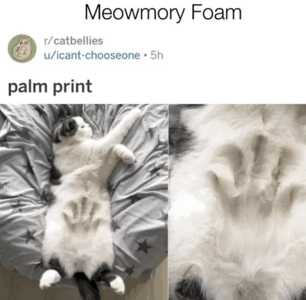 wholesome memes, uplifting memes, heartwarming memes, feel-good memes, touching pictures, heartening photos, positive memes, happy memes, inspiring memes, motivational memes