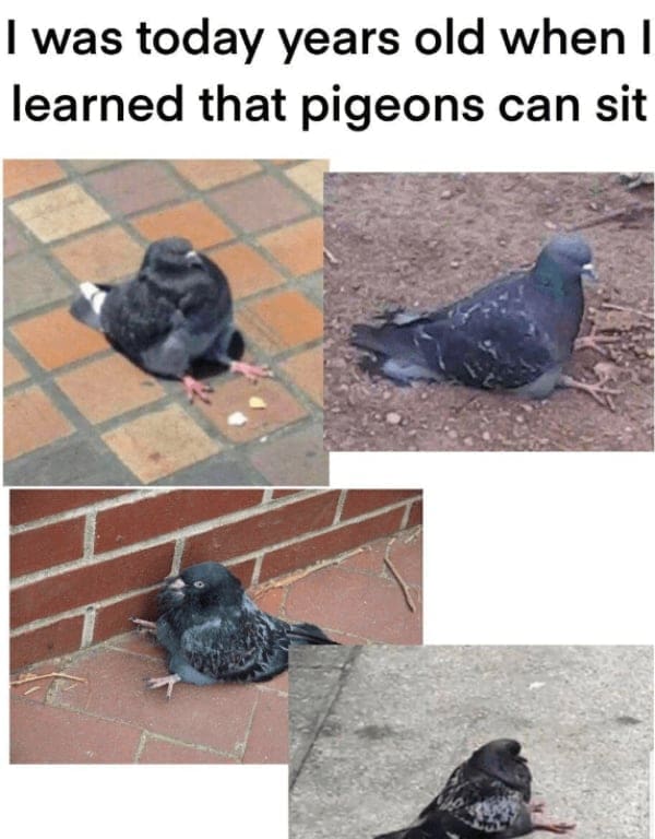 wholesome memes, heartwarming memes, uplifting memes, positive memes, feel-good memes, tender memes, kind memes, warm memes, gentle memes, encouraging memes, morale-boosting memes, hopeful memes, confidence memes, bright-side memes, affirming memes