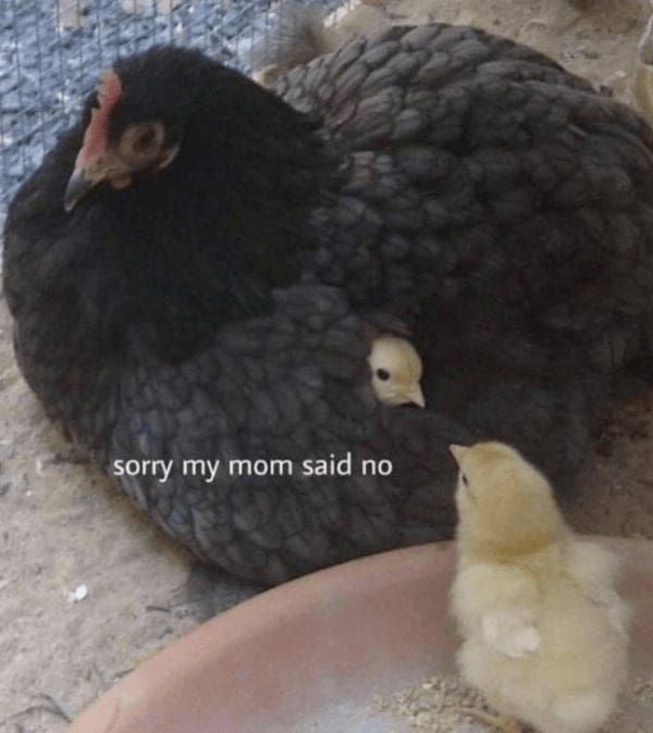 wholesome memes, heartwarming memes, uplifting memes, positive memes, feel-good memes, tender memes, kind memes, warm memes, gentle memes, encouraging memes, morale-boosting memes, hopeful memes, confidence memes, bright-side memes, affirming memes