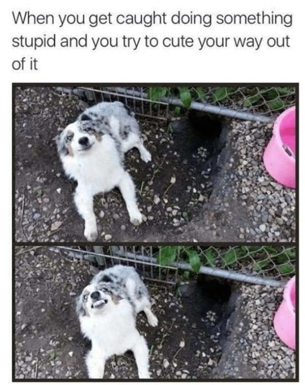 wholesome memes, uplifting memes, heartwarming memes, feel-good memes, touching pictures, heartening photos, positive memes, happy memes, inspiring memes, motivational memes