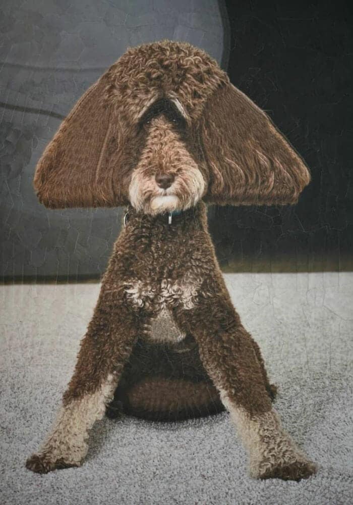 lola dupre, surreal collage, warped painting, bizarre art, animal paintings, creature-based art, fauna portraits, pet canvases, distorted portraits warped visuals, twisted figure art, reconfigured faces