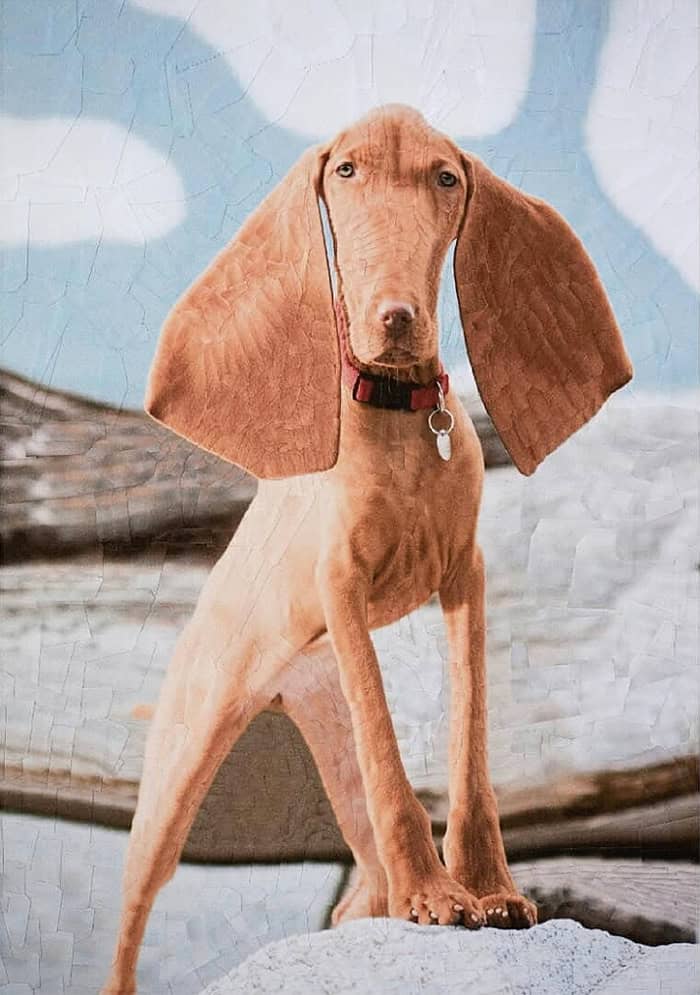 lola dupre, surreal collage, warped painting, bizarre art, animal paintings, creature-based art, fauna portraits, pet canvases, distorted portraits warped visuals, twisted figure art, reconfigured faces