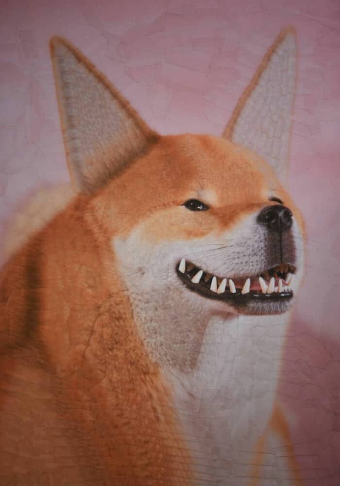 lola dupre, surreal collage, warped painting, bizarre art, animal paintings, creature-based art, fauna portraits, pet canvases, distorted portraits warped visuals, twisted figure art, reconfigured faces