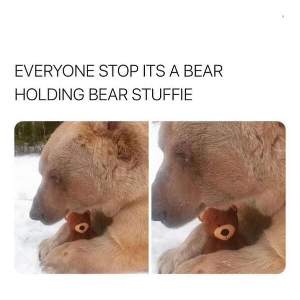 animal memes, pet memes, funny animal pictures, hilarious pet moments, animal jokes, pet humor, funny animal memes