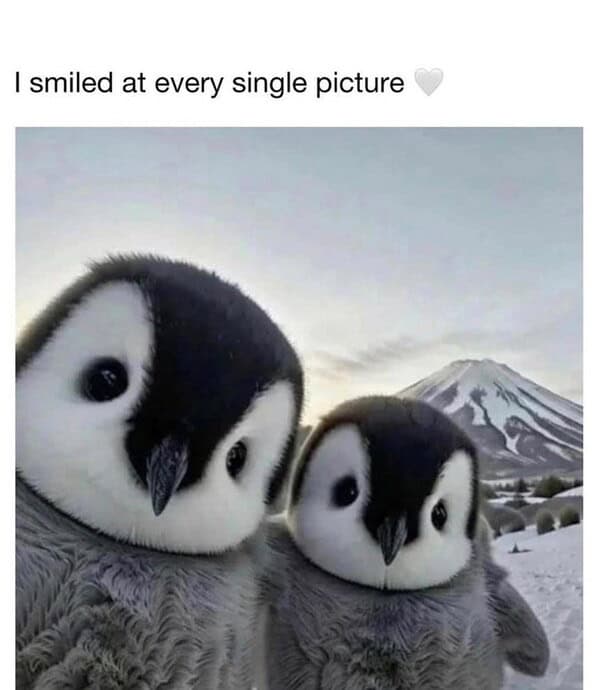 animal memes, pet memes, funny animal pictures, hilarious pet moments, animal jokes, pet humor, funny animal memes