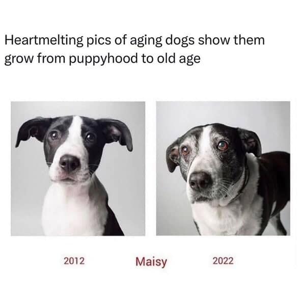 animal memes, pet memes, funny animal pictures, hilarious pet moments, animal jokes, pet humor, funny animal memes