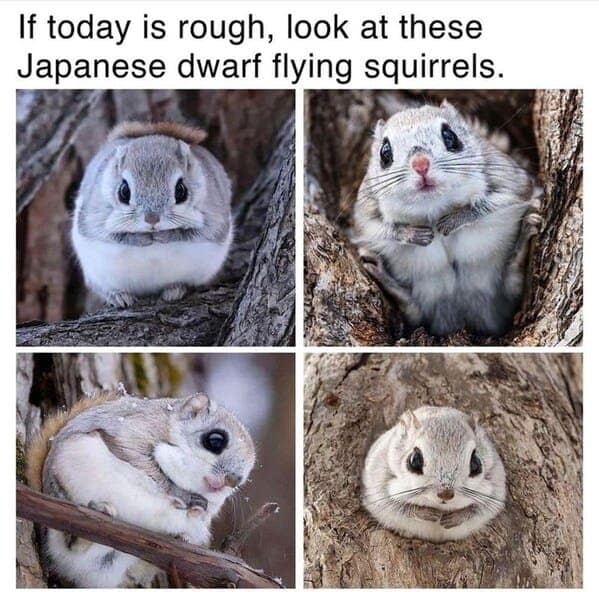 animal memes, pet memes, funny animal pictures, hilarious pet moments, animal jokes, pet humor, funny animal memes