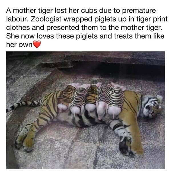 animal memes, pet memes, funny animal pictures, hilarious pet moments, animal jokes, pet humor, funny animal memes