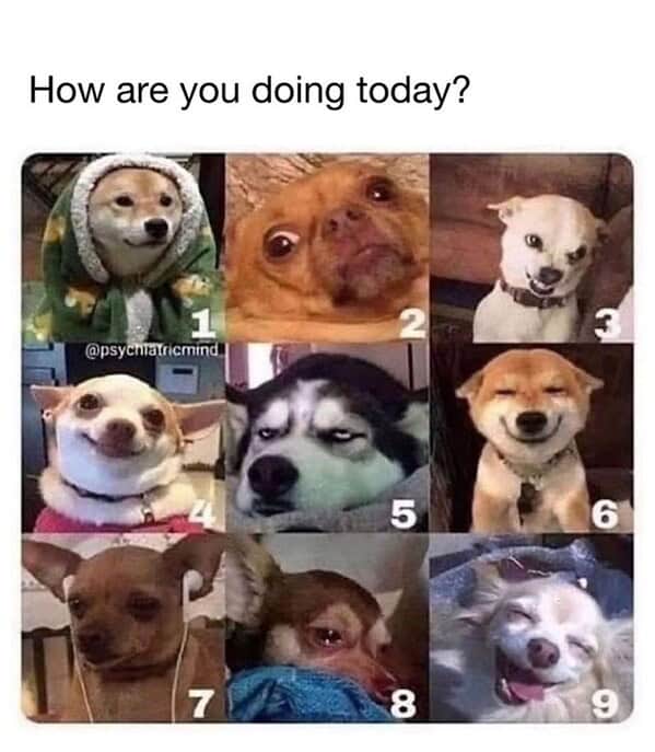 animal memes, pet memes, funny animal pictures, hilarious pet moments, animal jokes, pet humor, funny animal memes