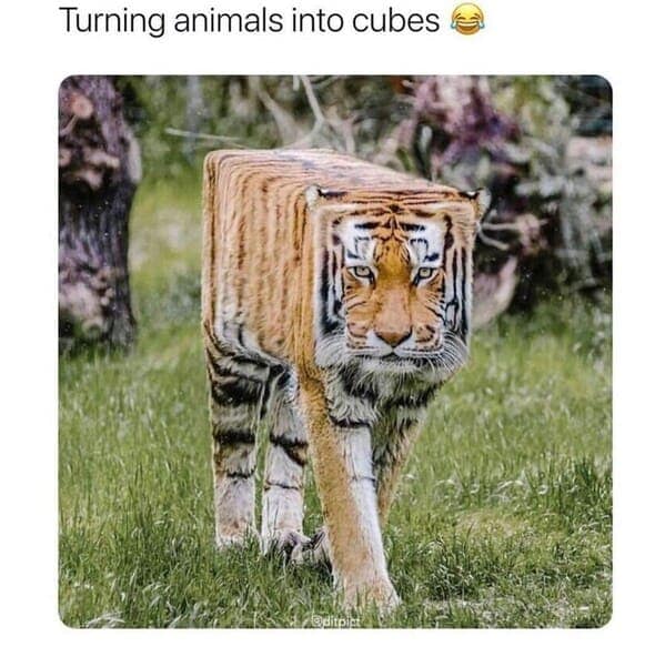 animal memes, pet memes, funny animal pictures, hilarious pet moments, animal jokes, pet humor, funny animal memes