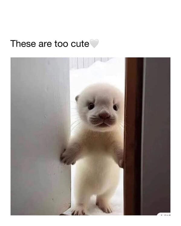 animal memes, pet memes, funny animal pictures, hilarious pet moments, animal jokes, pet humor, funny animal memes