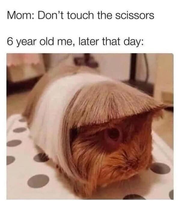 animal memes, pet memes, funny animal pictures, hilarious pet moments, animal jokes, pet humor, funny animal memes