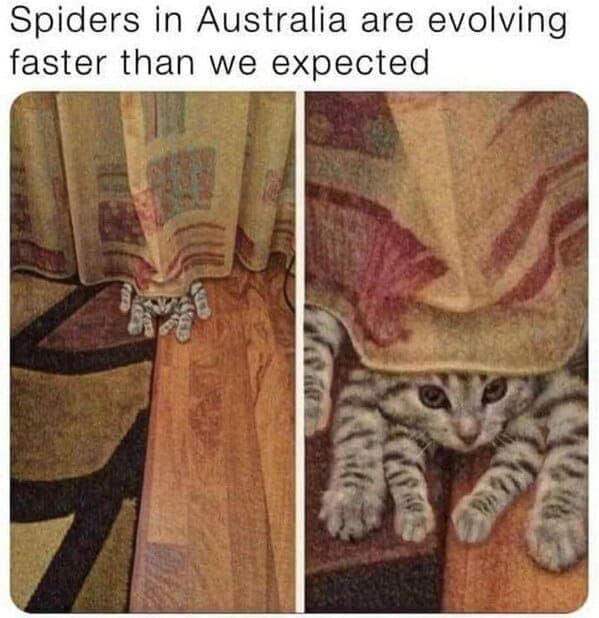 animal memes, pet memes, funny animal pictures, hilarious pet moments, animal jokes, pet humor, funny animal memes