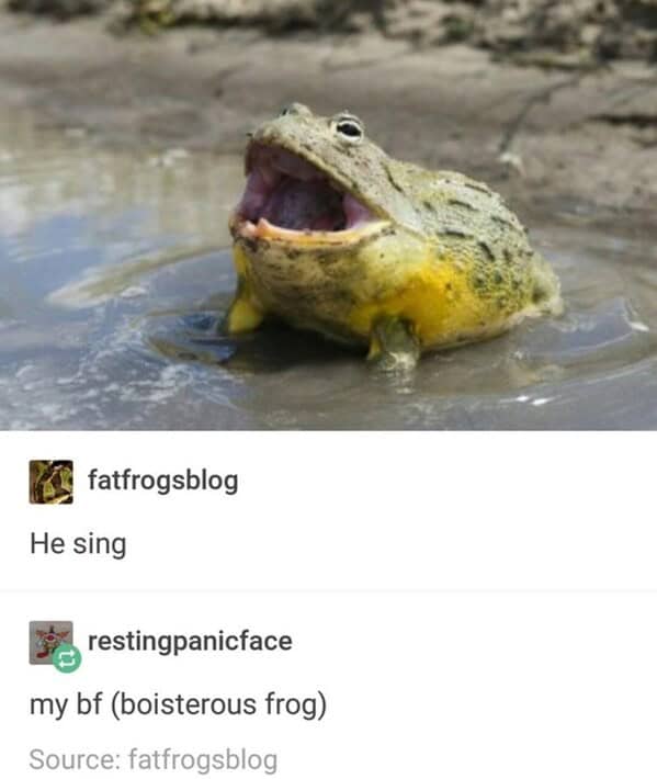 animal memes, pet memes, funny animal pictures, hilarious pet moments, animal jokes, pet humor, funny animal memes