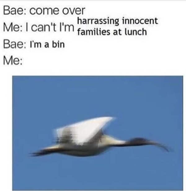 Bae: come over harrassing innocent Me: I can't I'm families at lunch Bae: I'm a bin Me: